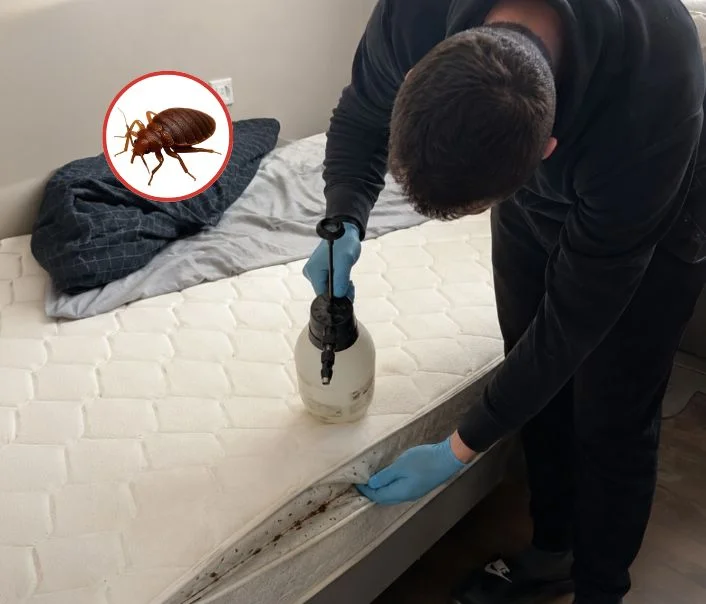 Technicien traitant un matelas contre les punaises de lit à Condé-sur-Vesgre